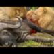 Animal Fights - Niesamowite Bitwy i ataki dzikich zwierząt #7