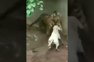 Animal Fights | #shorts