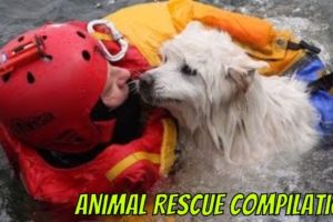 Animal Rescue Compilation