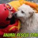 Animal Rescue Compilation