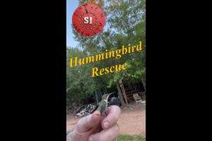 Animal Rescue, Hummingbird, Full Video