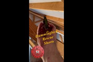 Animal Rescue, Hummingbird, Shorts