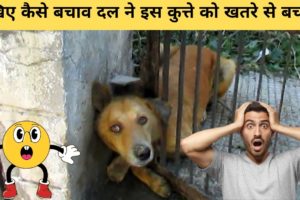 | Animal Rescue Videos In Hindi | Best Inspiring Animal Rescues Of The Year|