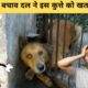 | Animal Rescue Videos In Hindi | Best Inspiring Animal Rescues Of The Year|