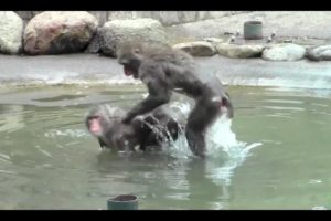 Animal fights / monkey fight