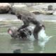 Animal fights / monkey fight