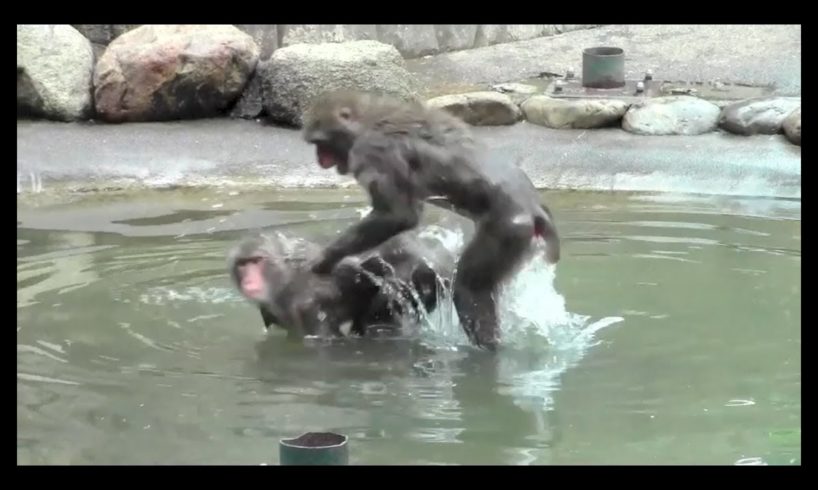 Animal fights / monkey fight