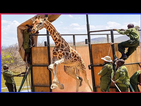 Animals That Asked People for Help | Random Acts of Kindness #3