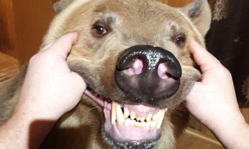 Animals Unleashed! Funny and Scary Moments Compilation | FailArmy