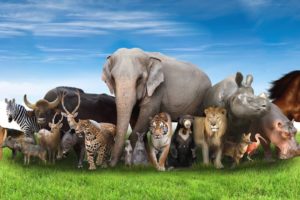 Animals video, for children, cow video, lion, elephant, horse, tiger, cat, dog, animal sounds