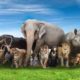 Animals video, for children, cow video, lion, elephant, horse, tiger, cat, dog, animal sounds