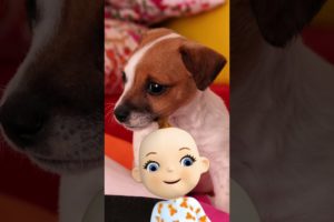 Babsy Baby Loves Cute Baby Dogs Compilation ❤️ The Most Cutest Puppies Ever In The World #Shorts