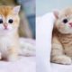 Baby Cats - Cute and Funny Cat Videos Compilation #57 | Aww Animals