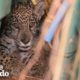 Baby Jaguar Rescued From Life As A Pet | The Dodo