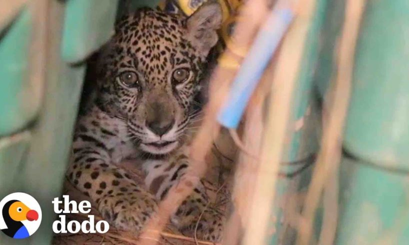 Baby Jaguar Rescued From Life As A Pet | The Dodo