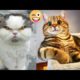 Baby Kitty's😹#29 | Viral Clips | Soo Animals | #viral #tranding #popular #shorts #animals#cats