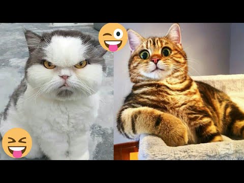 Baby Kitty's😹#29 | Viral Clips | Soo Animals | #viral #tranding #popular #shorts #animals#cats
