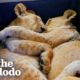 Baby Lions Are Rescued From A Living Room | The Dodo Go Wild