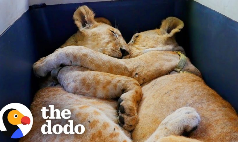 Baby Lions Are Rescued From A Living Room | The Dodo Go Wild