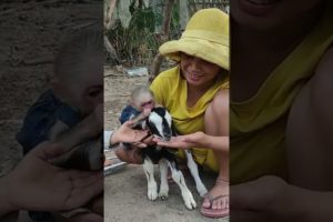 Baby monkey is playing with goat #shorts