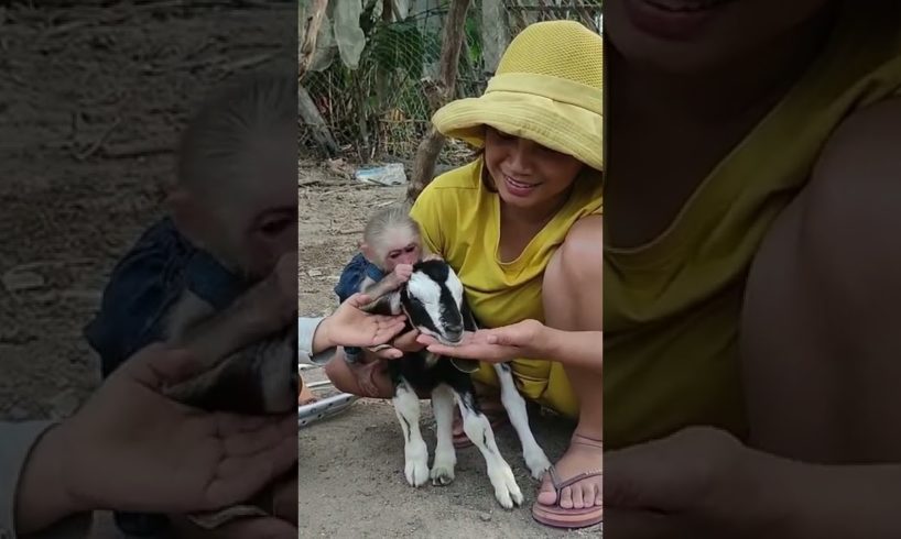 Baby monkey is playing with goat #shorts