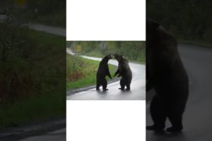 Bear fight (two angry bear meet on a road) #bear#animals #animalshorts #animallover #animalfacts