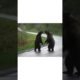 Bear fight (two angry bear meet on a road) #bear#animals #animalshorts #animallover #animalfacts
