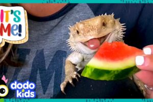 Bearded Dragon Chows Down On Everything, But NOT Spinach?!  | Dodo Kids | It’s Me
