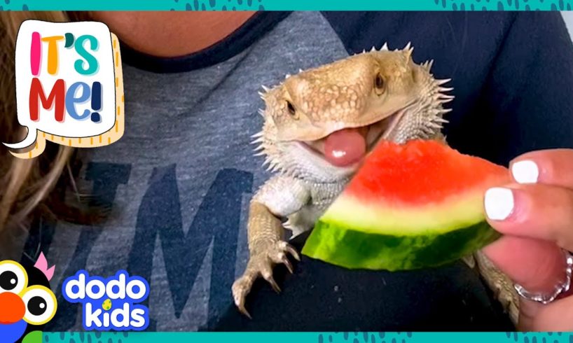 Bearded Dragon Chows Down On Everything, But NOT Spinach?!  | Dodo Kids | It’s Me