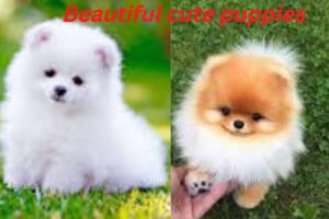 Beautiful cute puppies videos compilation