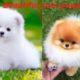 Beautiful cute puppies videos compilation