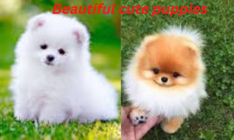Beautiful cute puppies videos compilation