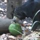 Behavioural Enrichment for Zoo Animals