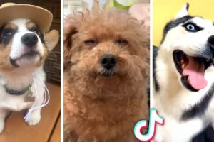 Best DOG Videos Ever!! 🐶 (Compilation of Cute Puppies) 🐶