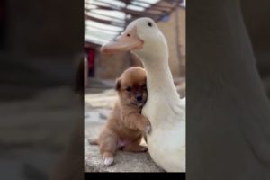 Best Funny Animals - Cute Puppy Playing With Amazing Goose - Funny Puppy