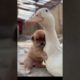 Best Funny Animals - Cute Puppy Playing With Amazing Goose - Funny Puppy
