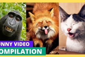 Best Funny Animals Video  Funny Cats And Funny Dogs funniest Animals compilation