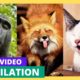 Best Funny Animals Video  Funny Cats And Funny Dogs funniest Animals compilation