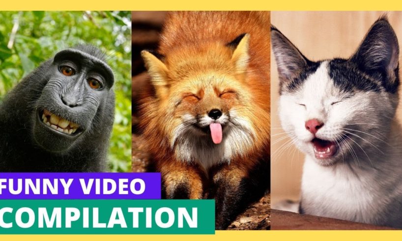 Best Funny Animals Video  Funny Cats And Funny Dogs funniest Animals compilation