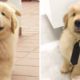 Best Funny and Cute Puppy Golden Retriever Puppies 2022 🐶🐶 | Cute Puppies
