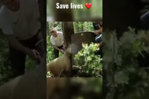 Best I anticipate animal rescues 2022๐#shorts #wildlife
