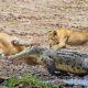 Best Moments Of Wild Animals -  Epic Animals Fights Caught on Camera 2022