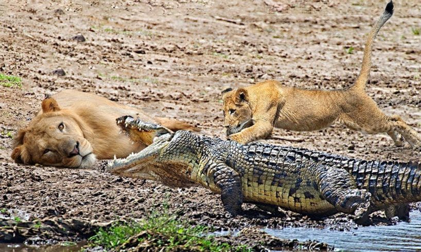Best Moments Of Wild Animals -  Epic Animals Fights Caught on Camera 2022