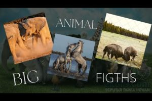 Big Animal Fights ‼️best fight in nature 🔥