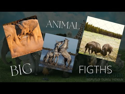 Big Animal Fights ‼️best fight in nature 🔥