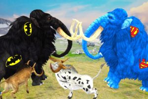 Black Zombie Mammoth VS Blue Woolly Mammoth Animal Fight | Mammoth Animal Fight Save Cartoon Cow