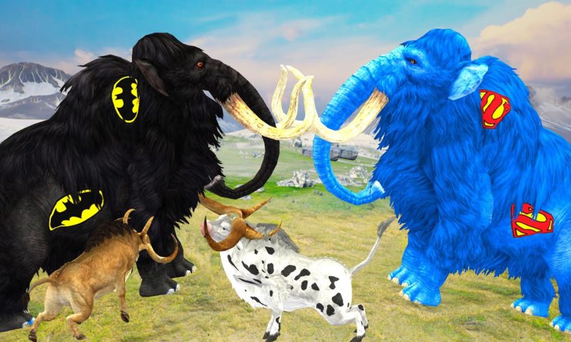 Black Zombie Mammoth VS Blue Woolly Mammoth Animal Fight | Mammoth Animal Fight Save Cartoon Cow