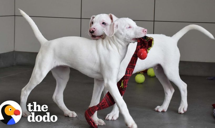 Blind And Deaf Puppy Gets Around With Help From Her Brother | The Dodo