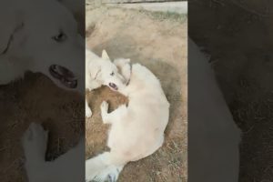 Both are playing retriever.#shorts #foryou #viral #doglover #animals #animalslover #dogtraining