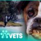 Boxer Dog Washed Ashore On An Uninhabited Island | Animal Rescue | Pets & Vets